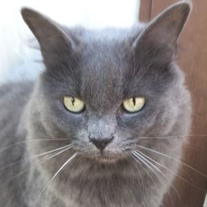 Meet your Posher, Bob